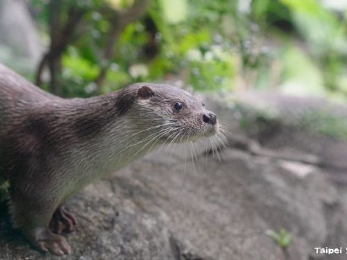 從水獺便便看見保育線索，臺北市立動物園揭開金門歐亞水獺的野外菜單